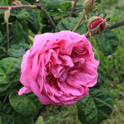 Rosa Bullata - rózsaszín - Tömvetelt nosztalgia - angolrózsa virágú- magastörzsű rózsafa- bokros koronaforma